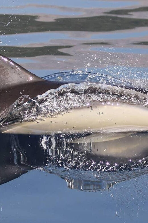 Marbella: Dolphin Watching Boat Tour - Value and Price: Is It Worth It?