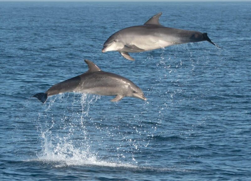 Marbella: Dolphin Watching Boat Tour - Practical Tips for Your Dolphin Watching Tour