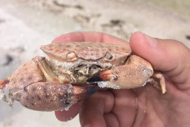 Marco Island 2 hour Dolphin, Birding and Shelling tour - Who Should Consider This Tour?