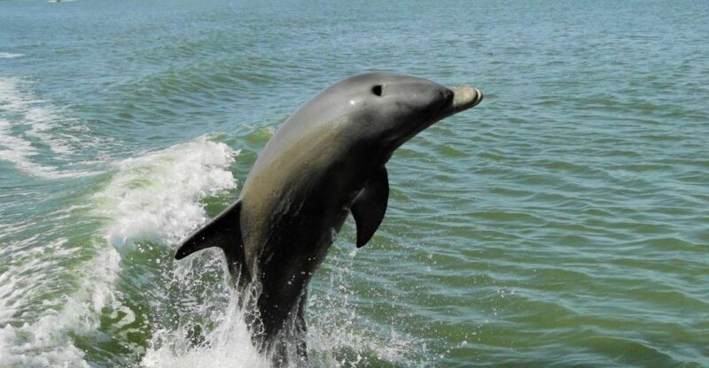 Marco Island: 2-Hour Dolphin, Birding, and Shelling Tour - The Experience of the Guides