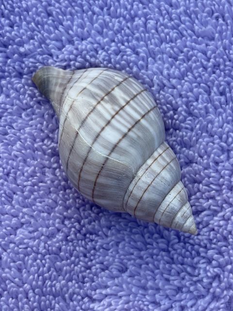 Marco Island: Dolphin, Shelling, Beach & Ten Thousand Island - A Deep Dive into the Experience