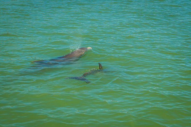 Marco Island Dolphin Sightseeing Tour - What to Expect on the Tour