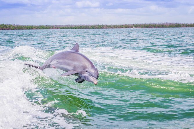 Marco Island Dolphin Sightseeing Tour - Who Will Love This Tour?