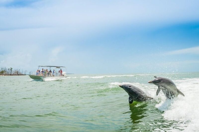 Marco Island: Dolphin-Watching Boat Tour - What to Expect on the Tour