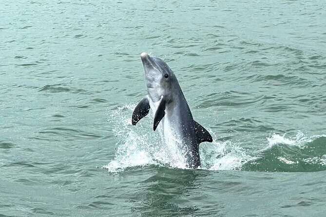 Marco Island Dolphin Watching & Tubing Adventure - Practical Tips and Considerations