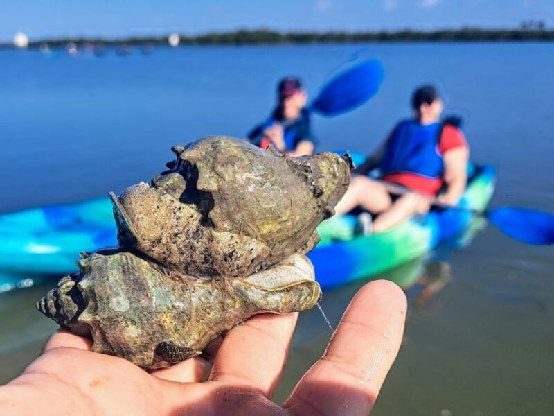 Marco Island: Kayak Mangrove Ecotour in Rookery Bay Reserve - The Experience in Practice