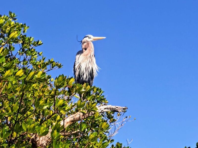 Marco Island: Kayak Mangrove Ecotour in Rookery Bay Reserve - Frequently Asked Questions