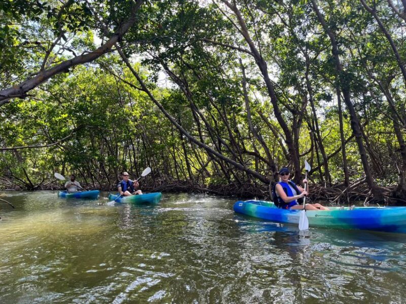 Marco Island: Kayak Mangrove Ecotour in Rookery Bay Reserve - Wrapping Up