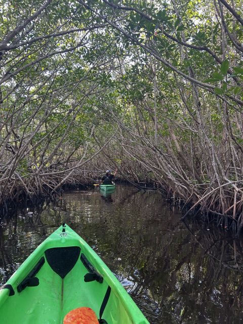 Marco Island: Mangrove Maze Kayak Tour (2hrs) - What to Expect on the Kayak Tour