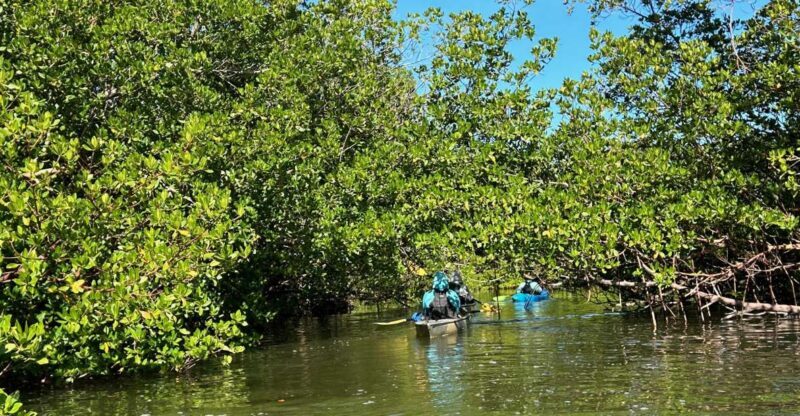 Marco Island: Mangrove Maze Kayak Tour (2hrs) - Who Should Consider This Tour?
