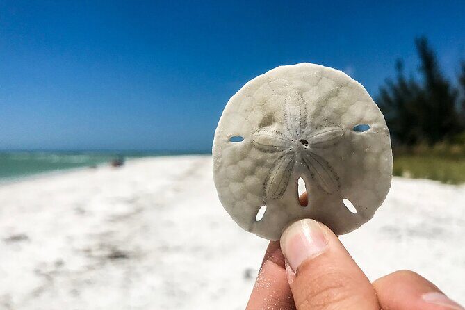 Marco Island Private Tubing, Dolphin Watching and Shelling Tour - Final Thoughts