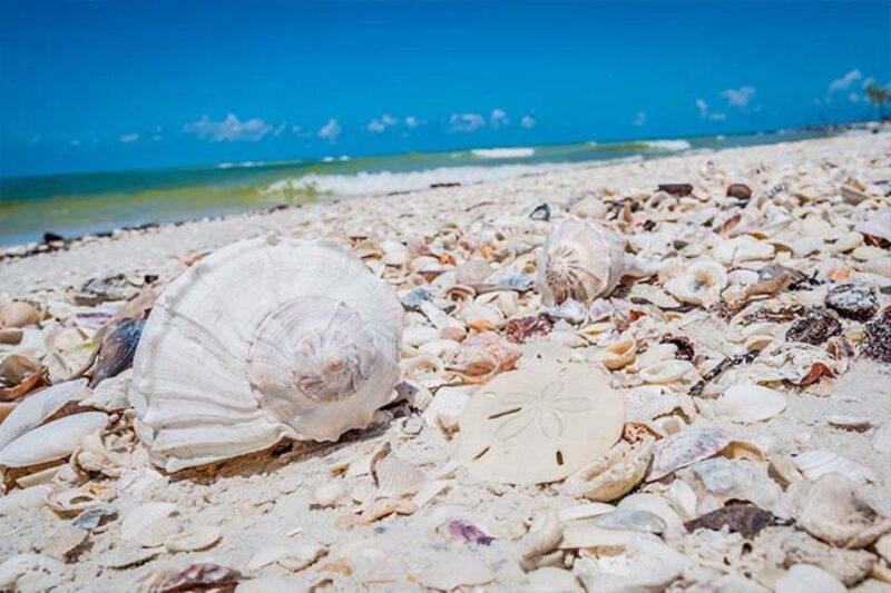 Marco Island: Shelling and Sightseeing Boat Cruise - An Honest Look at the Experience