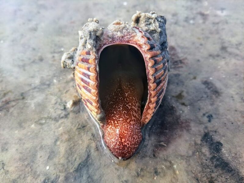 Marco Island: Shelling and Sightseeing Boat Cruise - Why This Tour Works Well