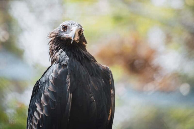 Margaret River: Birds of Prey Encounter and Forest Walk - Key Points: