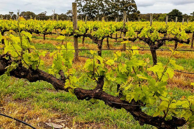 Margaret River Indulge and Discover Day Tour - FAQs