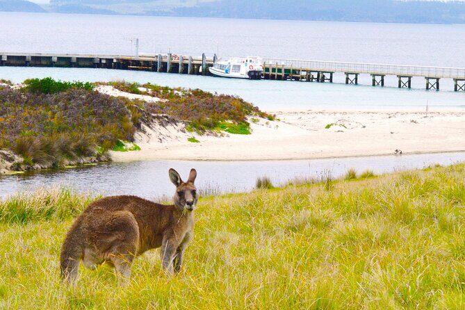 Maria Island Ferry - Hobart Bus Connection (Return Service) - The Value of the Service