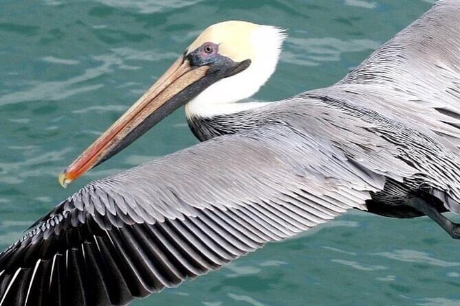 Marietas Islands Tour: enter the hidden beach 100% GUARANTEED - Who Should Consider This Tour?