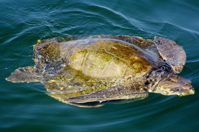 Marietas Sail, Snorkel and Beach - Final Thoughts
