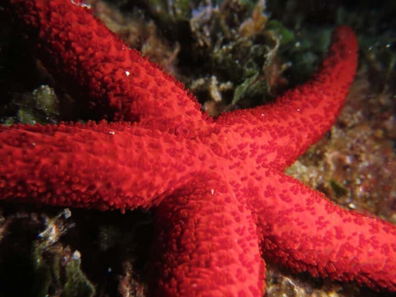 Marina Baie des Anges boat trip to the Pelagos Sanctuary - A Closer Look at the Experience