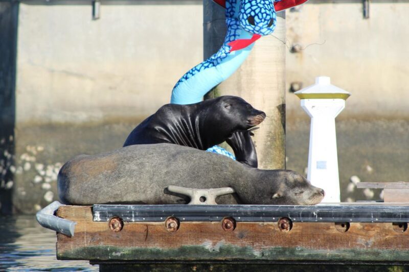Marina Del Rey: Kayak and Paddleboard Tour with Sea Lions - An Overview of the Experience