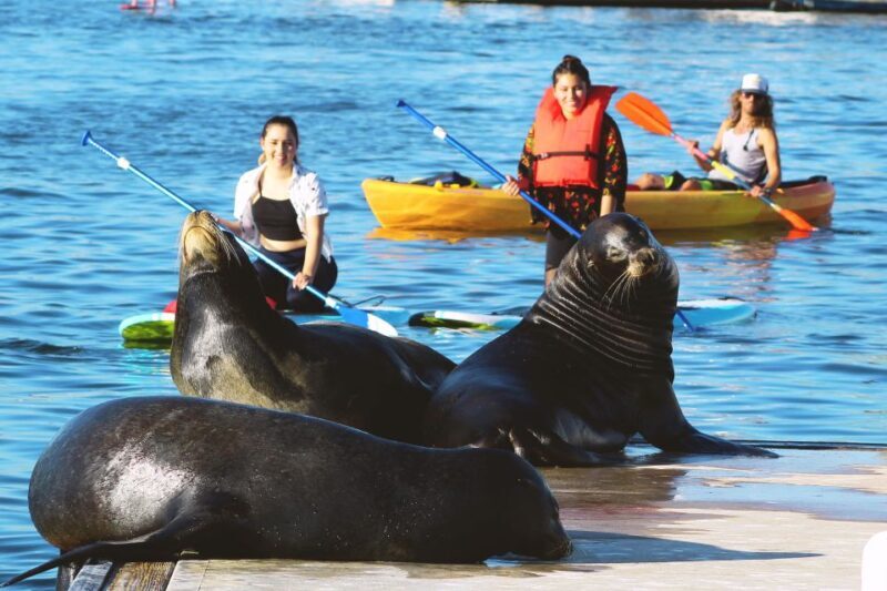 Marina Del Rey: Kayak and Paddleboard Tour with Sea Lions - What to Expect on the Day