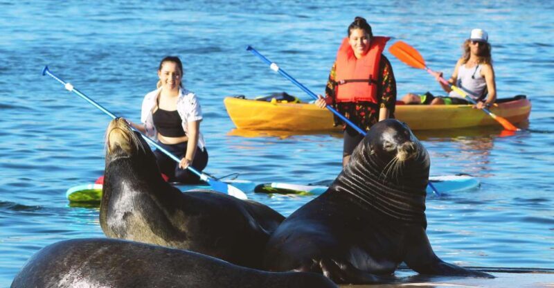 Marina Del Rey: Kayak and Paddleboard Tour with Sea Lions - Price, Value, and Practical Tips