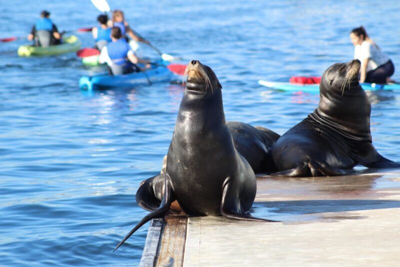 Marina Del Rey: Kayak and Paddleboard Tour with Sea Lions - FAQ