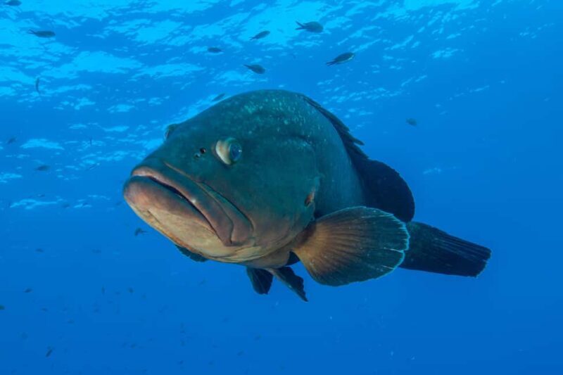 Marina di Campo: Try diving on the island of Elba - Final Thoughts