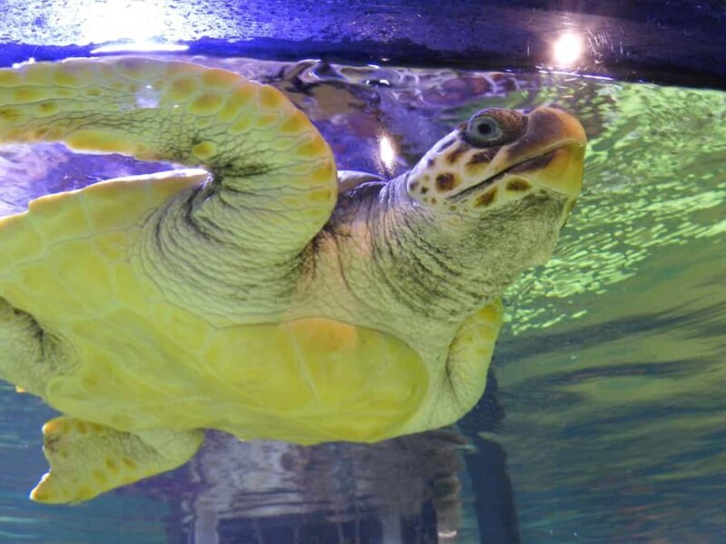 Marine Discovery Centre - Key Points