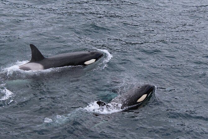 Marine Ecology Tour in La Paz Mexico - Who Should Consider This Tour?