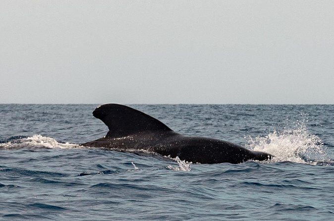 Marine Safari in La Ventana - Who Will Love This Tour?