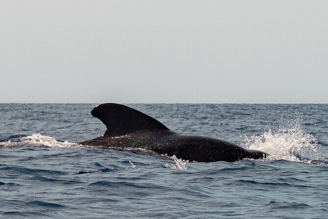 Marine Safari in La Ventana - FAQs