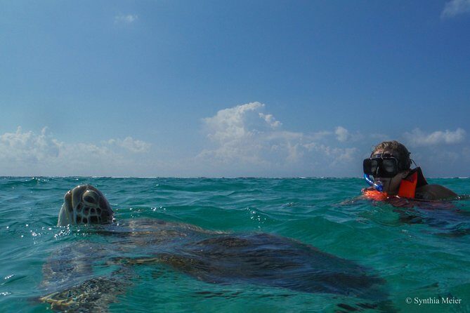 Marine Turtle Snorkeling Private Tour - Key Points