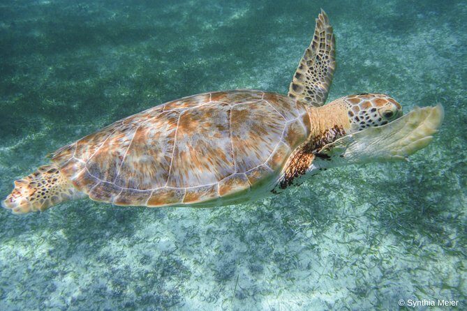 Marine Turtle Snorkeling Private Tour - The Value of This Experience