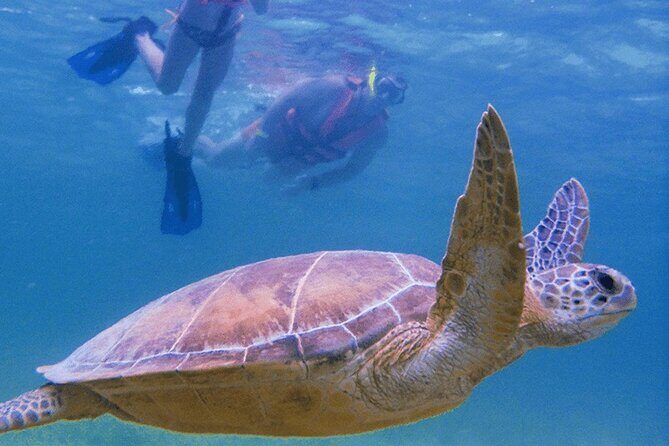 Marine Turtle Snorkeling Private Tour - Who Is This Tour Best For?