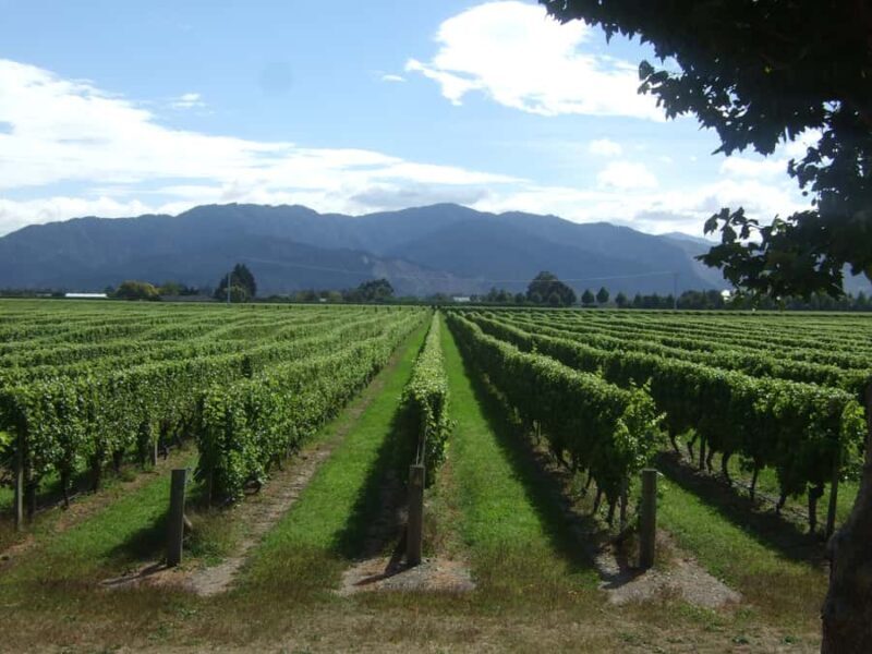 Marlborough Half-Day Wine Tour from Blenheim - What the Tour Looks Like in Detail