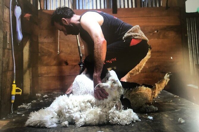 Marlborough Sheep Station Tour with Wine Tasting and Lunch - What to Expect on the Tour