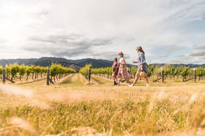 Marlborough: Wineries Visit and Tasting Session - What to Expect From the Tour