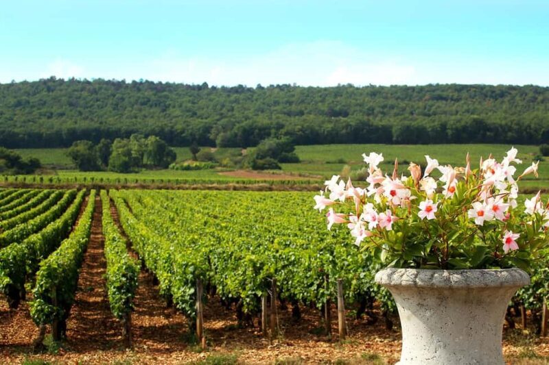Marne: 2-Day Champagne Tour with Tastings and Lunches - Who is This Tour Best Suited For?