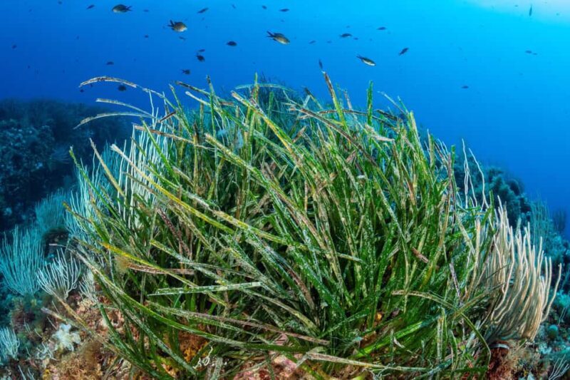 Marseille: Dive and Snorkel Adventure - Final Thoughts