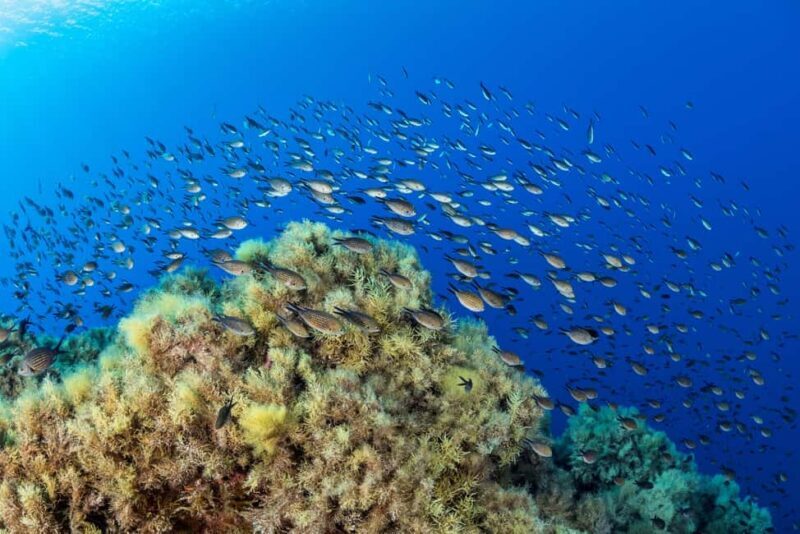 Marseille: Snorkeling and a Boat Ride - Key Points