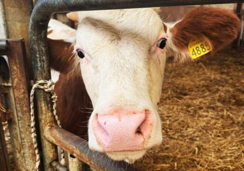 Martano: Cheese-Making Workshop with Tasting and Lunch - Introduction