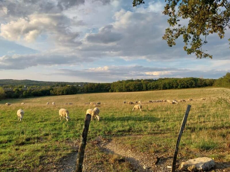 Martel: Guided Tour with a Tour Guide - Key Points