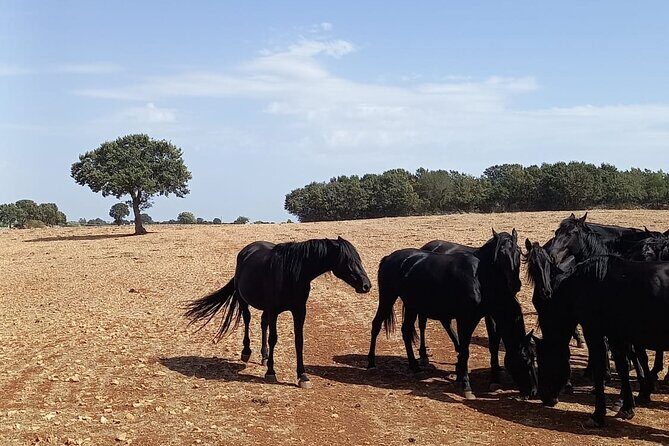 Martina Franca e-Bike tour . Visit a breeding and a dairy farm - An In-Depth Look at the Martina Franca e-Bike Tour