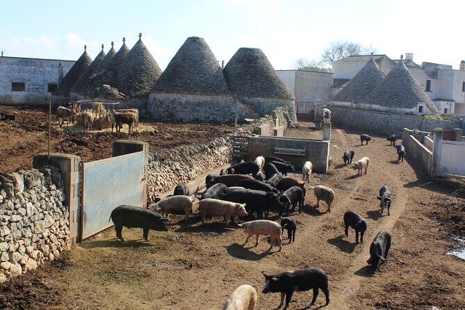 Martina Franca e-Bike tour . Visit a breeding and a dairy farm - FAQ