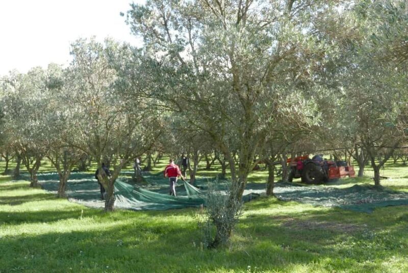 Martina Franca: Olive Oil Mill Tour & Tasting Experience - Key Points