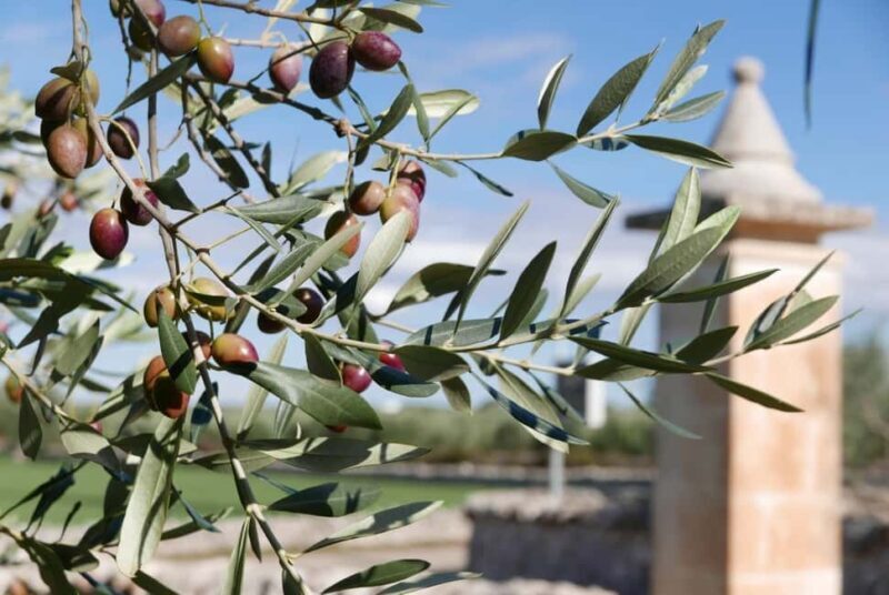 Martina Franca: Olive Oil Mill Tour & Tasting Experience - An Honest Look at the Experience