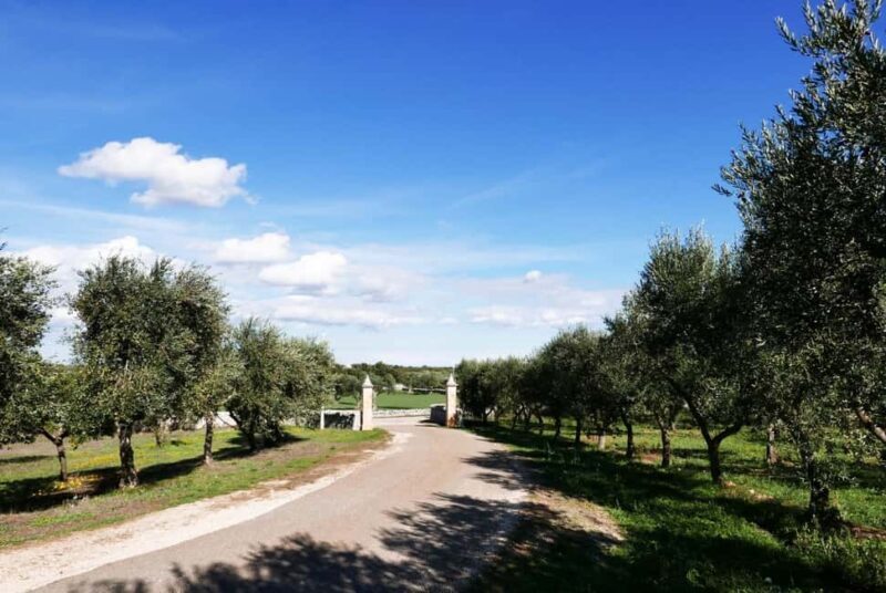 Martina Franca: Olive Oil Mill Tour & Tasting Experience - What We Like