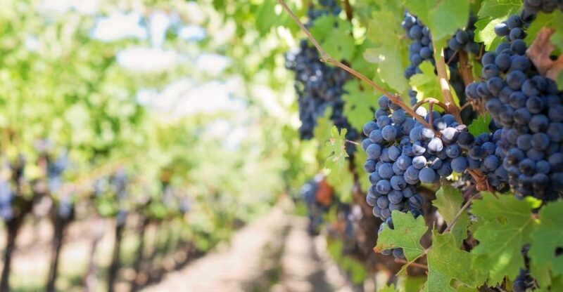 Martina Franca: Wine & Local Products Tasting - An In-Depth Look at the Martina Franca Wine & Local Products Tasting