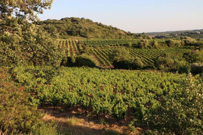 Mas Farchat: Wine tasting and tapas in the heart of nature - Key Points